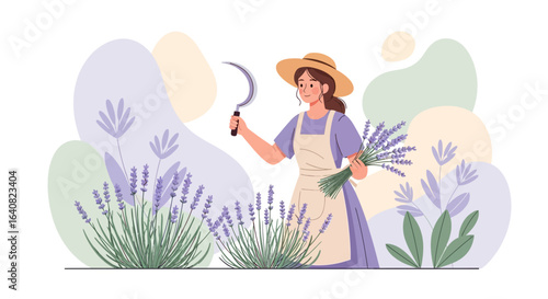 Woman Gardener Harvesting Lavender Beautiful Violet Aroma Flowers For Provence Market