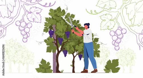 Woman Harvesting Grapes in Vineyard with Grapevine, Cutting with Pruning Scissors with Care for wine production