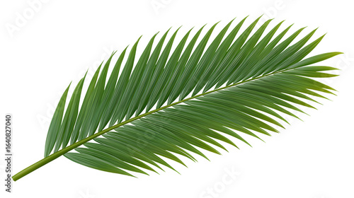 Tropical palm leaf isolated on transparent background, a natural botanical element