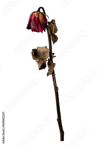 wilted rose on white background
