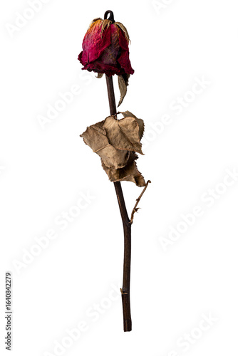 wilted rose on white background, isolated close-up.