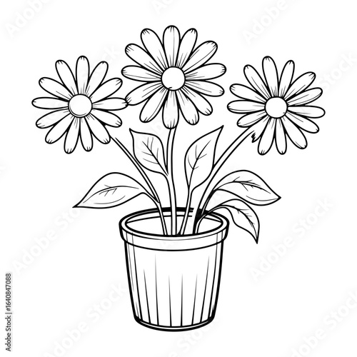 Using daisies in interior decoration: These daisies planted in pots bring a touch of nature into the home, symbolizing simplicity as well as freshness.