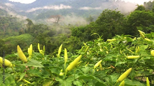 Foggy Morning at Meratus Mountain, Borneo Rainforest, Indonesia