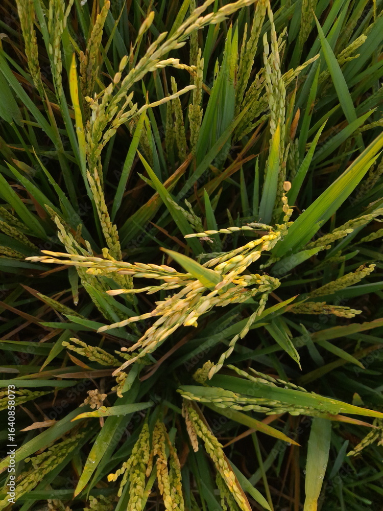 Obraz premium close up photo of rice paddy