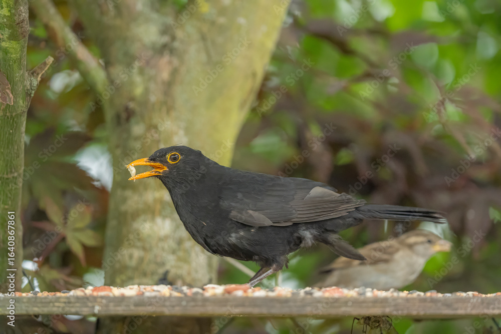 Obraz premium Blackbird on a feeding board in a Danish villa garden 2025