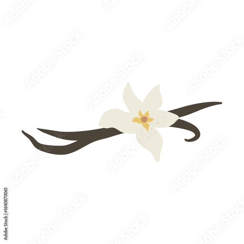 Vanilla flower with dried vanilla sticks vector illustration 