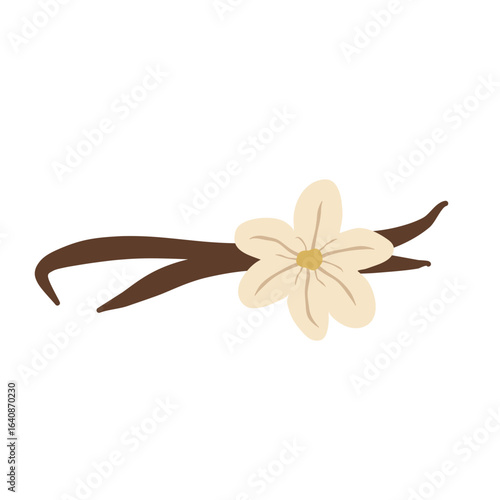 Vanilla flower with dried vanilla sticks vector illustration 