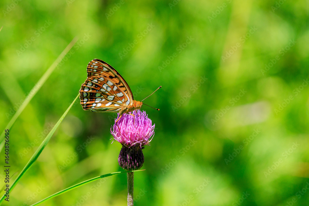 Obraz premium ノアザミの花にとまるウラギンヒョウモン