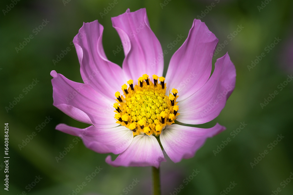 Obraz premium Close up of bright pink cosmos flower with yellow center in garden