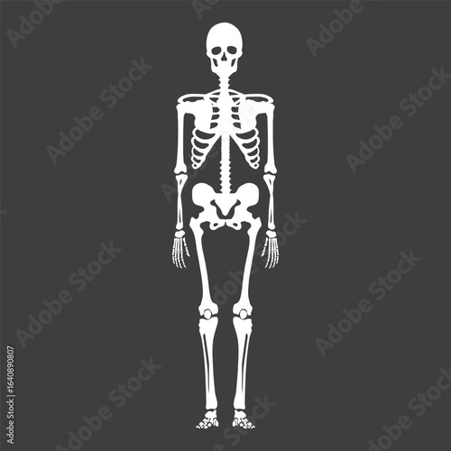Vector White Silhouette Skeleton. Front View.