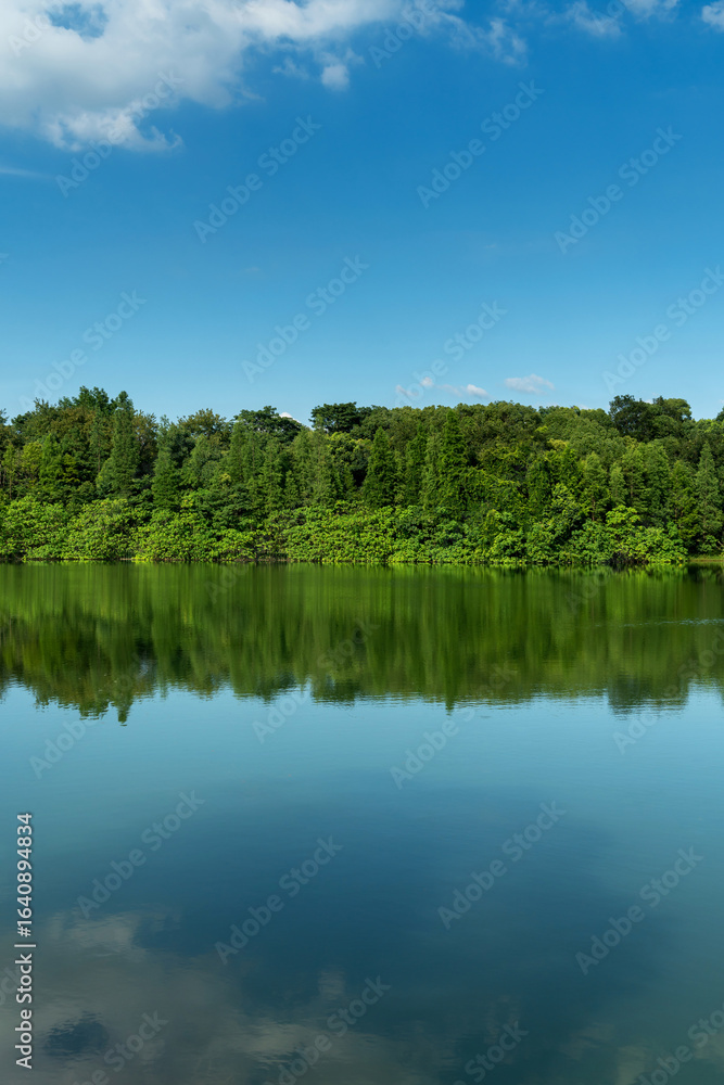 Fototapeta premium Lush greener around the pond in the park