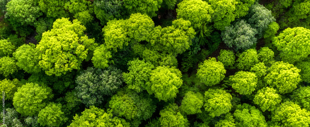 Top view of a young green forest in spring or summer Top view of a young green forest in spring or summer