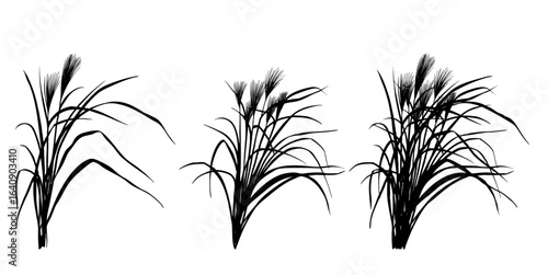 ススキのイラスト素材