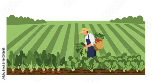 Field harvest Farmer collects radishes, field stripes, basket full, green bushes