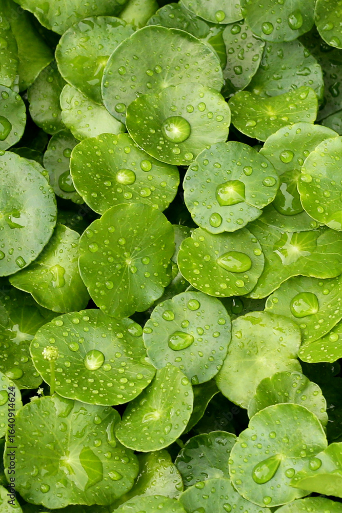 Fototapeta premium Green leaves of centella asiatica with rain drop (Gotu Kola) Fresh herb plant