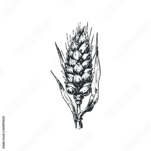 Black and white sketch of a single ripe wheat stalk with detailed grains and leaves