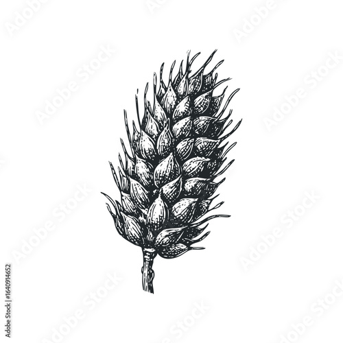 Detailed woodcut style drawing of a single spike of wheat with a white background