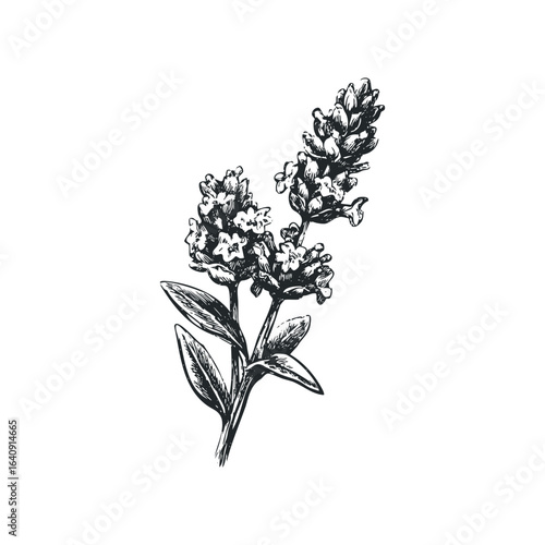 Hand-drawn sketch of blooming lavender plant with detailed foliage and floral spikes