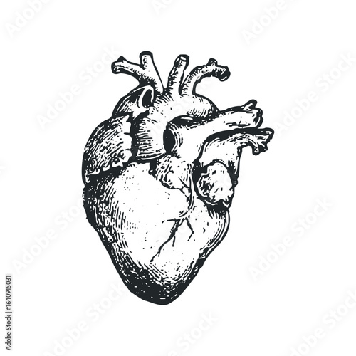 Detailed Ink Sketch of a Human Heart Anatomy on White Background