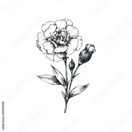 Detailed Sketch of a Carnation Flower with Buds and Leaves