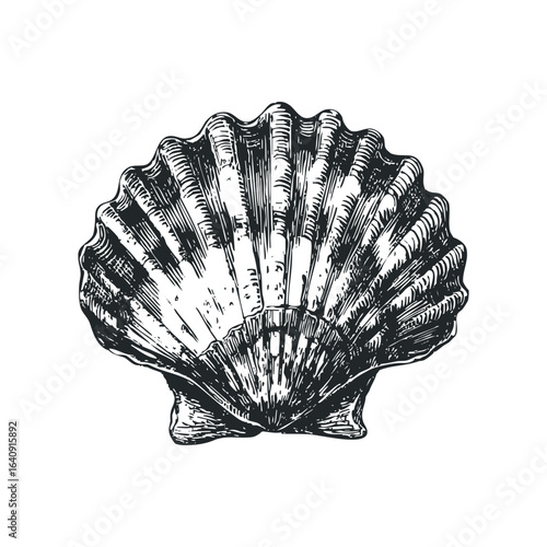 Detailed black and white etching of a single bivalve seashell with textured ribs