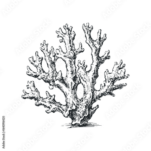 Detailed line drawing of a branching coral specimen on a white background