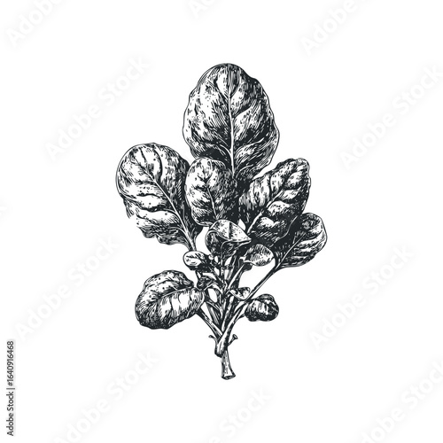 Black and White Sketch of Fresh Spinach Plant