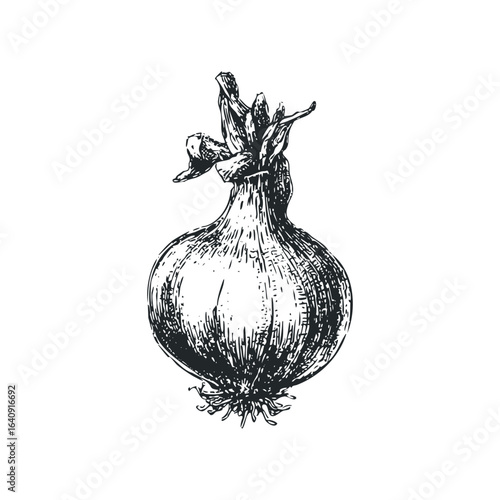 Isolated black and white sketch of an onion with root tendrils and top greens