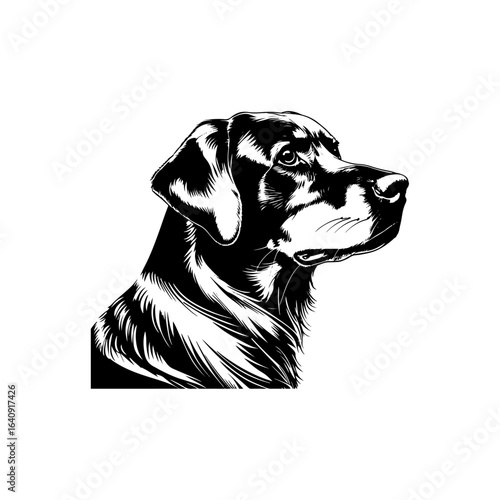 Labrador's regal look: This portrait reveals a Labrador's regal posture and sharp gaze, hinting at its dignified and aristocratic nature.