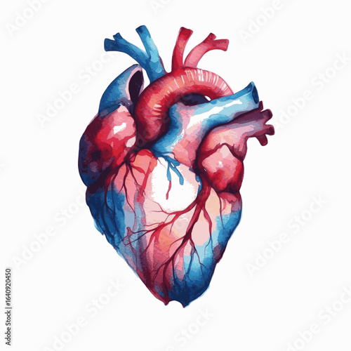 Crimson Chamber human heart isolated watercolor vector illustration svg
