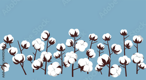 Cotton field on blue. Fluffy, white cotton flowers with dark brown stems and leaves