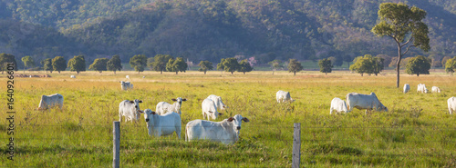 Bild auf Leinwand Rural landscapes in Brazil