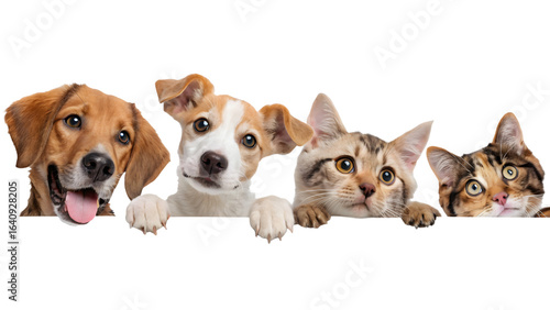 Dogs and cats peeking over web banner PNG transparent background