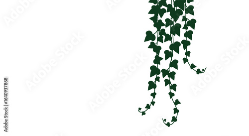 Ivy silhouette Hanging vines adorn the right side against a crisp white background