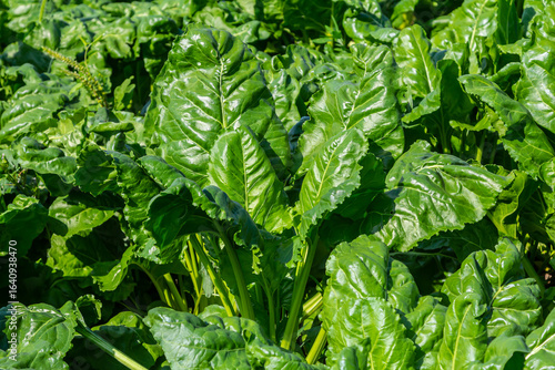 Fodder beet is a highly digestible feed with a beneficial effect on the health of animals. It has no special requirements for soil and climate when growing