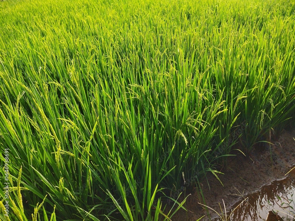 Fototapeta premium Close-up view of lush green rice plants in a tropical paddy field with irrigation water, symbolizing agriculture, farming, and rural landscape in Asia