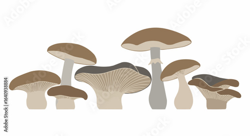 A collection of diverse mushrooms, perfect for a botanical illustration.