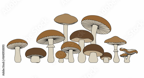 Variety of mushrooms of different sizes and shapes. 