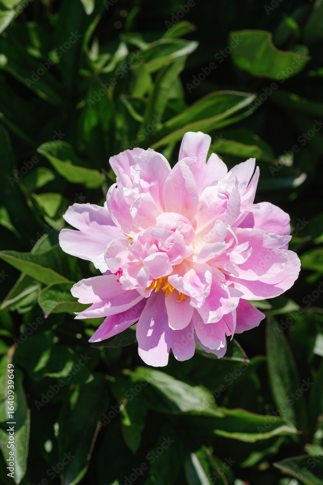 Fototapeta premium Beautiful pink peony bloom surrounded by lush green foliage during springtime