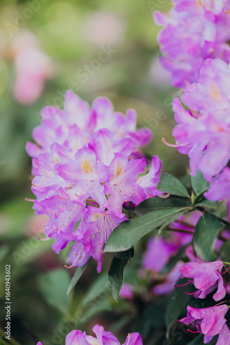 Blooming purple rhododendrons in a lush garden during spring season