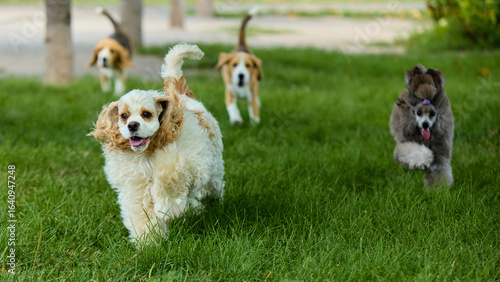 Photography Group of happy dogs running together on green grass