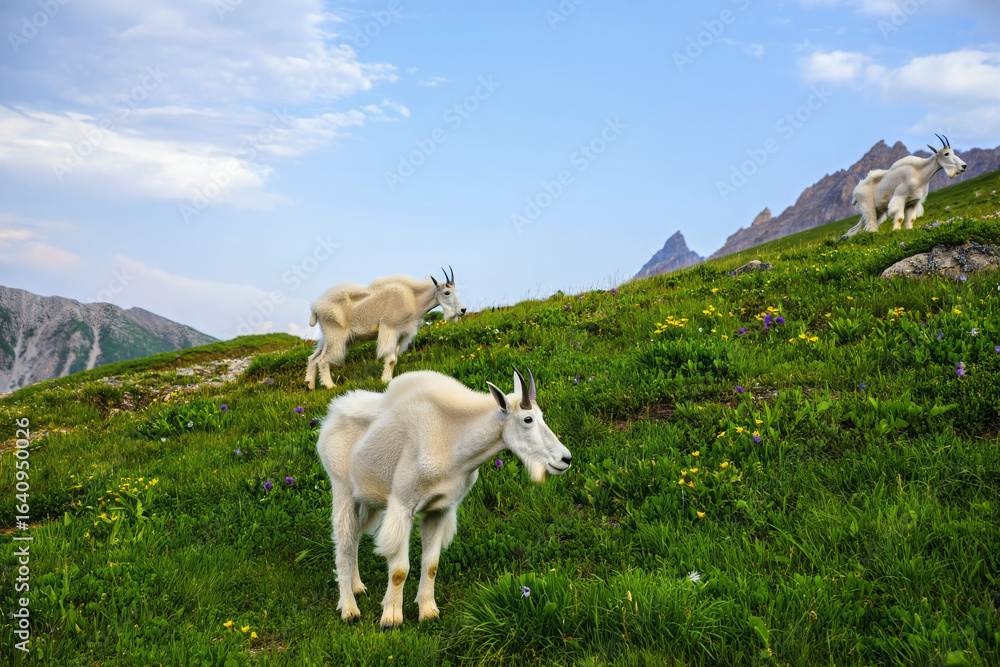 Fototapeta premium goat on the meadow