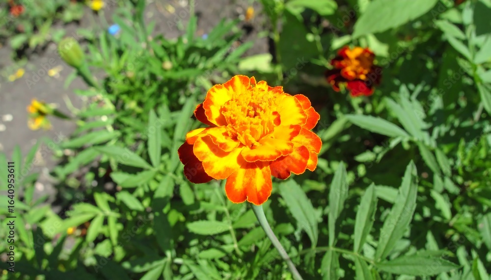 Vibrant orange and red flower in a garden setting. Vibrant orange and red flower in a garden setting.
