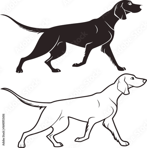 English Setter Silhouette and Outline Dog Illustration  Hunting Breed Vector Design