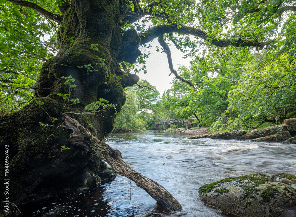 Fototapeta premium river tavy and bridge in english dartmoor national park