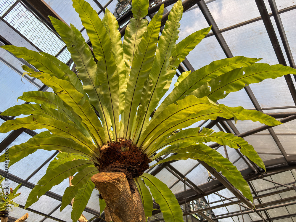 Obraz premium bird's nest fern (Asplenium nidus) growing as an epiphyte on a tree trunk in a tropical greenhouse. The vibrant green leaves radiate from the center, creating a beautiful rosette shape