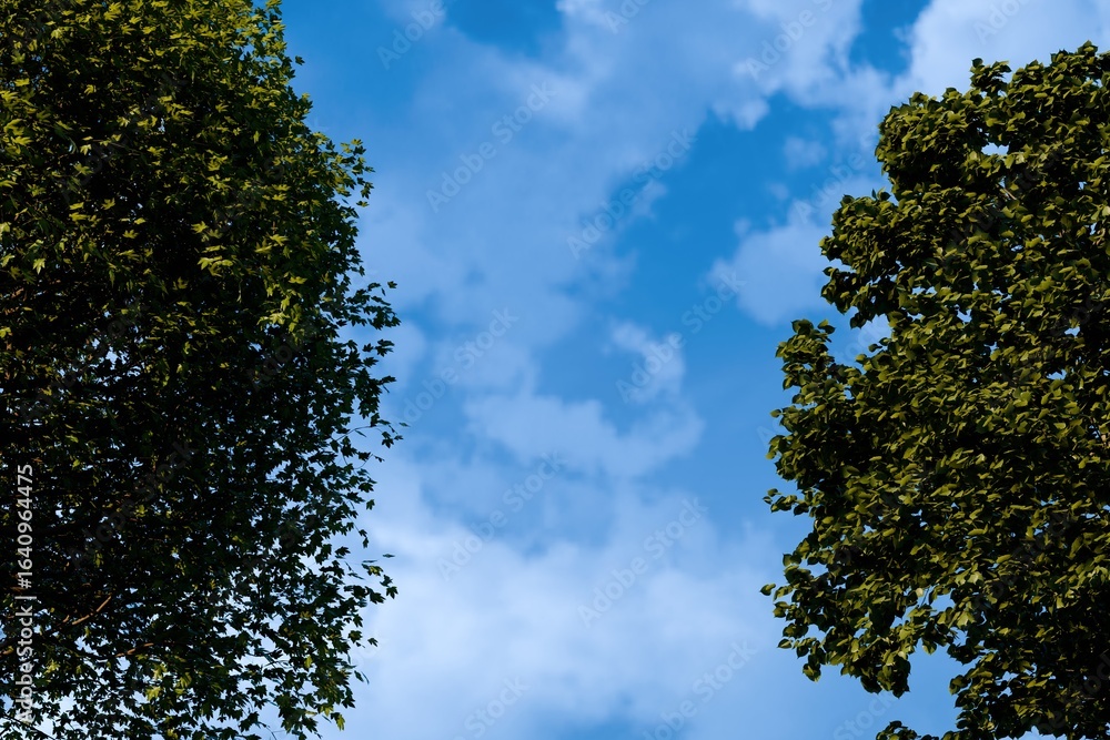 Obraz premium Lush green tree canopies frame a vibrant blue sky punctuated by fluffy white clouds, creating a natural, serene composition viewed from below