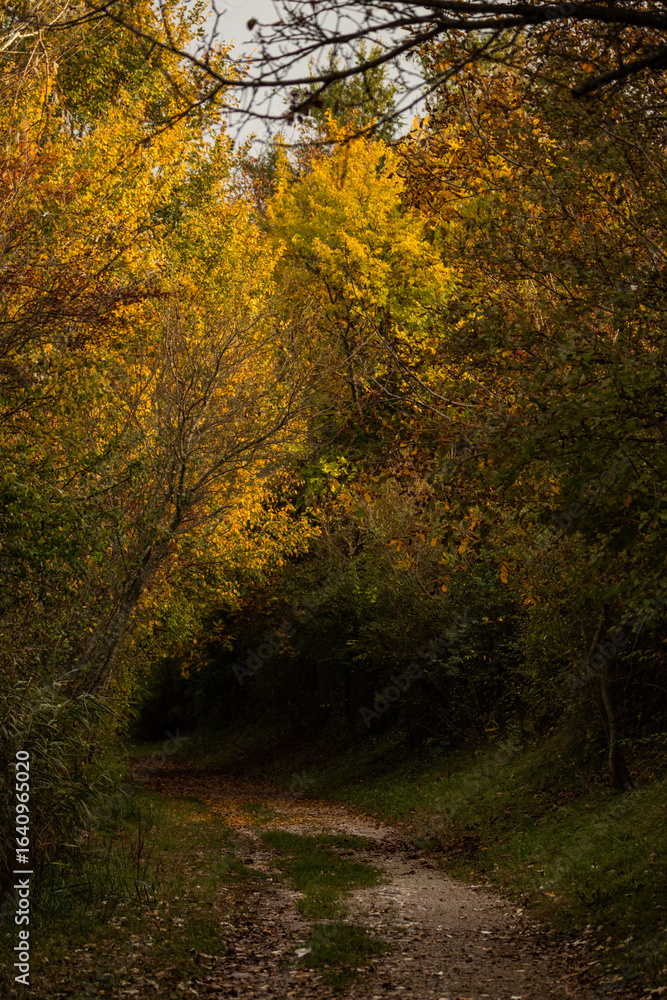 Obraz premium strada sterrata che passa in mezzo agli alberi dai colori autunnali in un ambiente naturale
