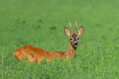 Wallpaper Mural roe deer buck in lucerne field Torontodigital.ca