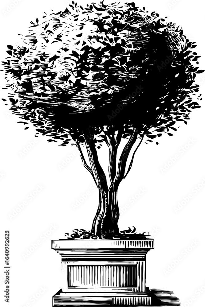 Fototapeta premium Vintage boxwood shrub engraving for garden design and decoration